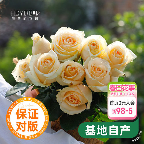 海蒂的花园蜜桃雪山直立月季