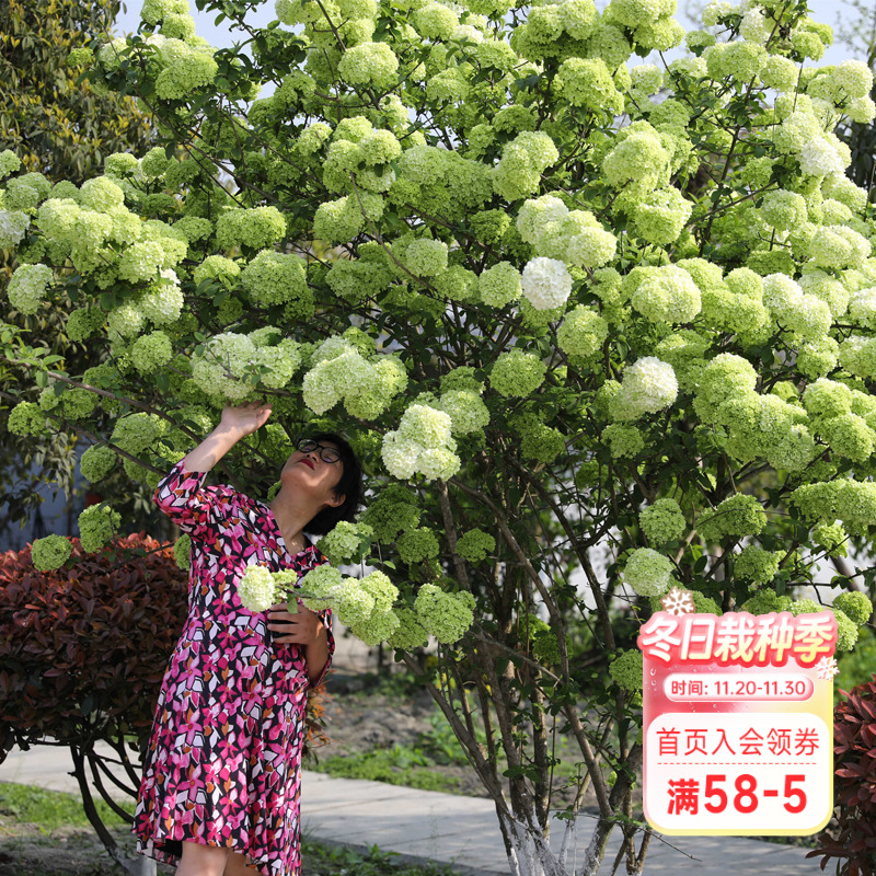 中华木绣球海蒂的花园