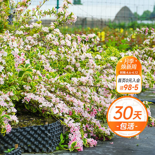 海蒂的花园锦带盆栽苗楼顶好养