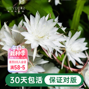 海蒂 花园昙花小叶卷叶趣味阳台庭院可垂吊植物耐阴花苗花卉盆栽