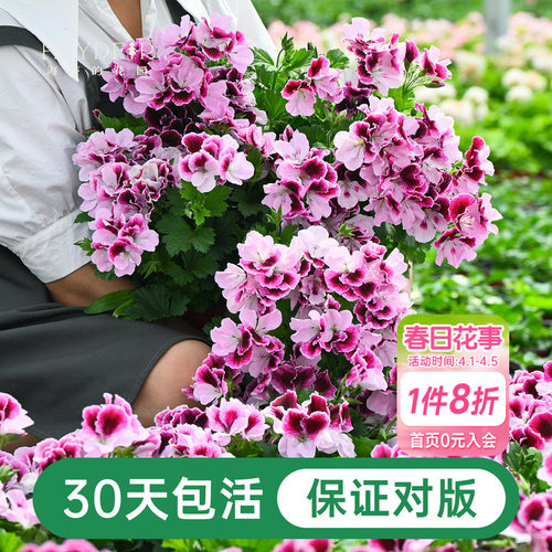 海蒂的花园天竺葵盆栽花苗垂吊大花重瓣四季花卉室内阳台植物绿植