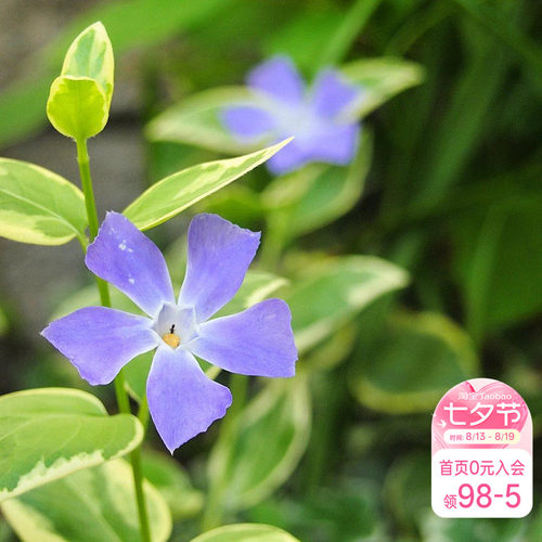 紫色小花垂吊花卉阳台盆栽苗