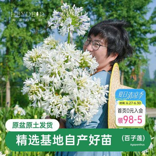 海蒂的花园百子莲圣母皇太后多年生植物阳台庭院花卉植物盆栽
