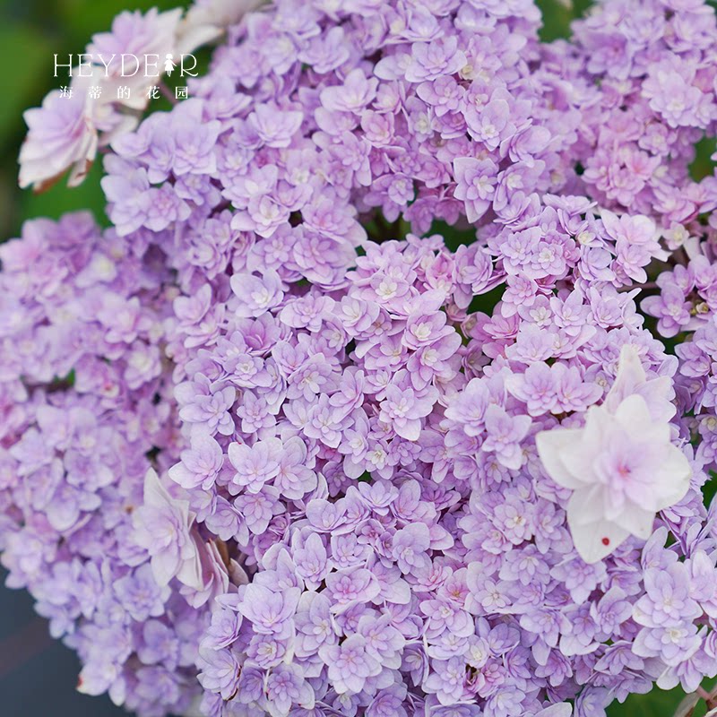 海蒂的花园绣球花苗星花火平顶重瓣大花阳台庭院耐阴植物花卉盆栽