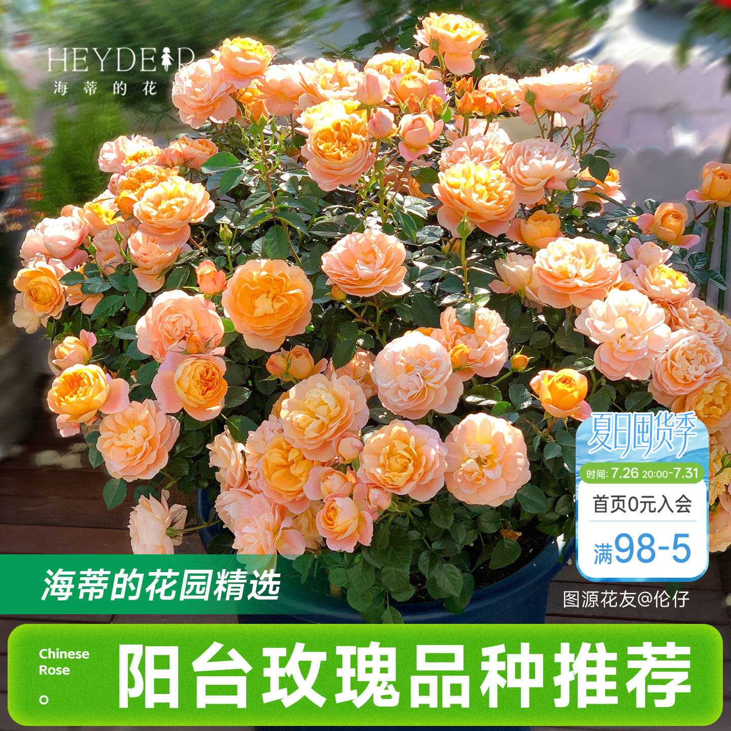 海蒂的花园月季花苗阳台玫瑰盆栽开花直立爬藤垂吊栽种花卉植物 - 实物图