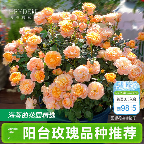 海蒂的花园月季花苗阳台玫瑰盆栽开花直立爬藤垂吊栽种花卉植物