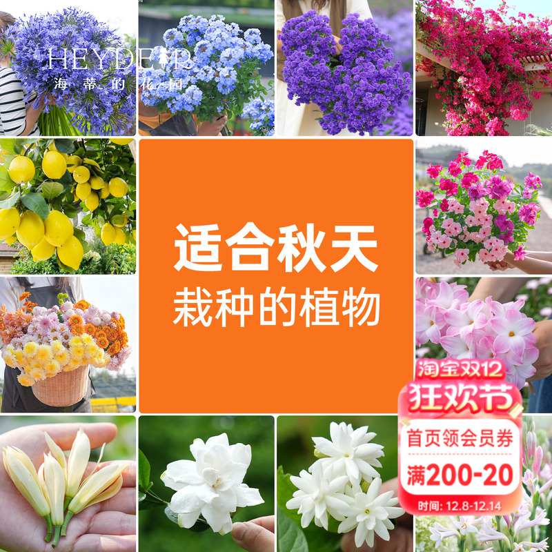 适合夏天栽种的阳台花园植物