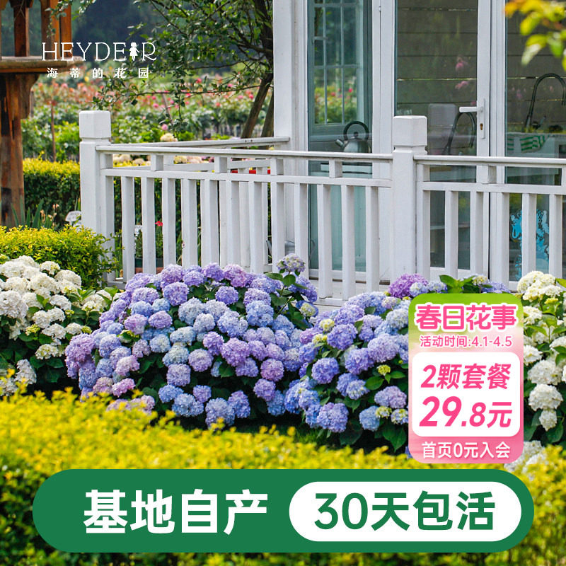 海蒂的花园绣球花苗盆栽无尽夏万华镜大花阳台花园庭院花卉植物