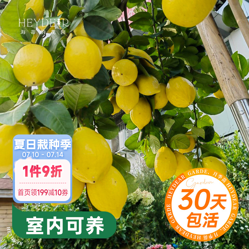 海蒂的花园香水柠檬家庭好养