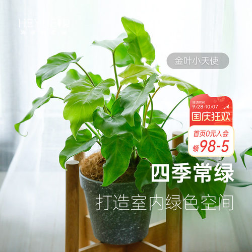蔓绿绒客厅书房书桌室内观叶绿植