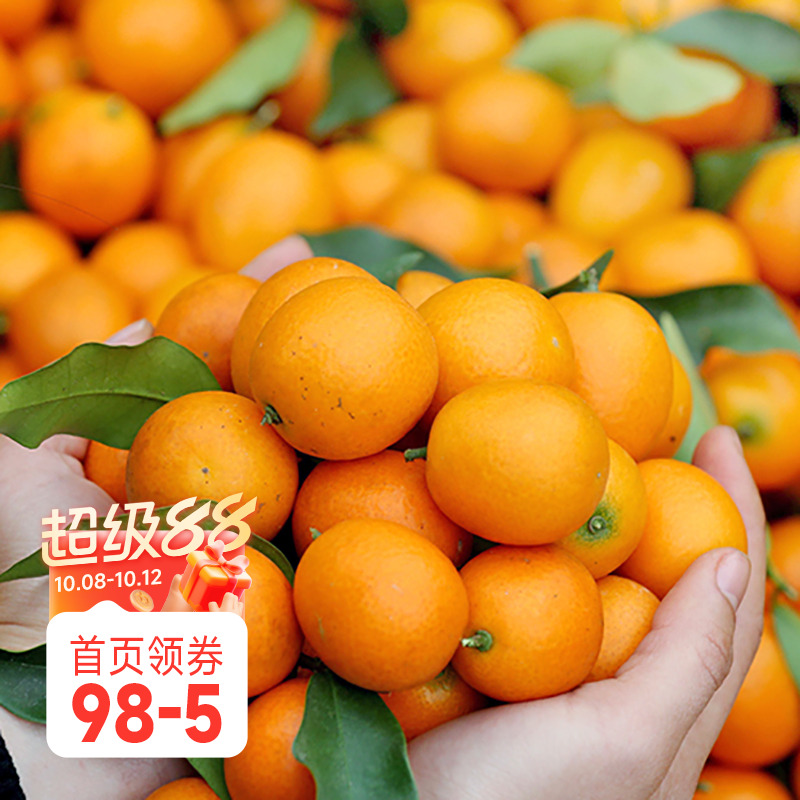 海蒂的花园脆皮金桔柑橘植物水果