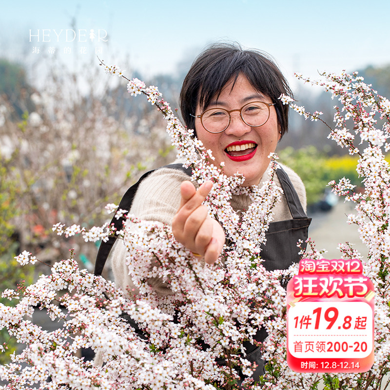 易养易活春季易爆花绣线菊喷雪花