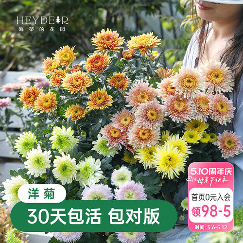 海蒂的花园菊花盆栽洋菊带花苞