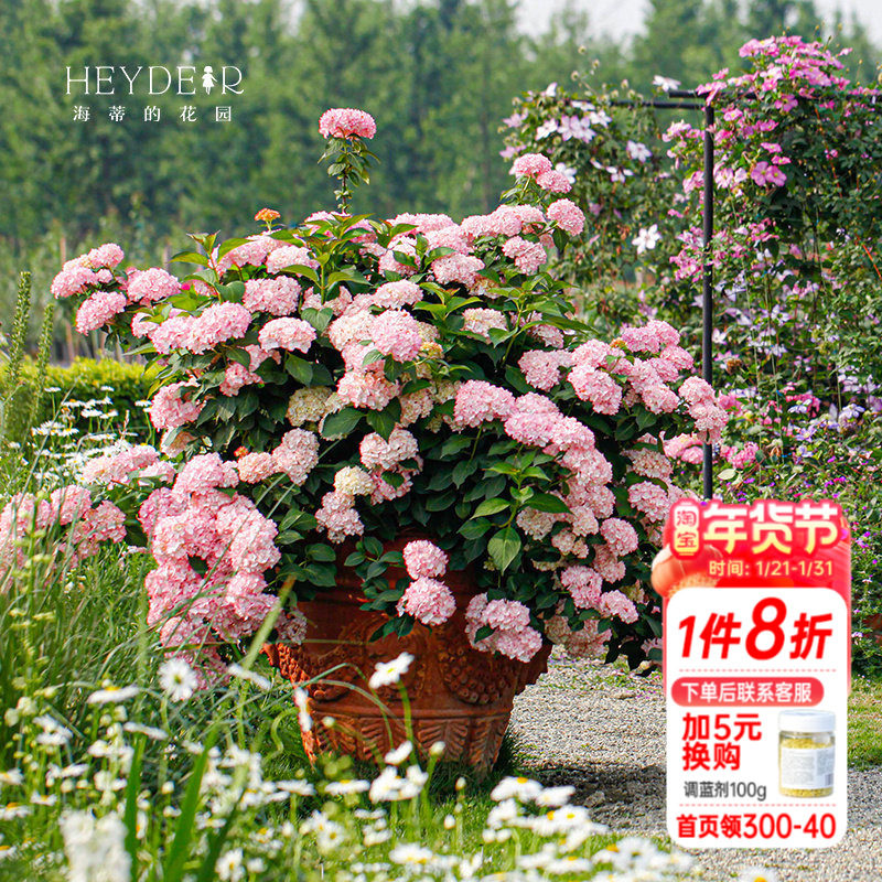 海蒂的花园绣球花苗塞布丽娜大花绣球花量大阳台庭院花卉植物盆栽,鲜花速递/花卉仿真/绿植园艺,绣球/木绣球/木本植物,淘宝优惠券,粉丝福利购,淘宝优惠卷