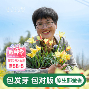 海蒂 花园原生郁金香简女士种球耐寒可复花多年生盆栽球根海妈家