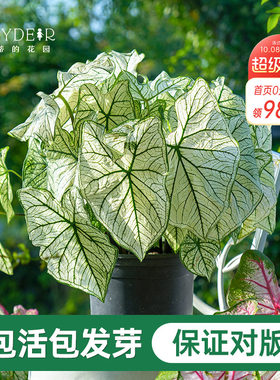 海蒂的花园彩叶芋种球桌面盆栽绿植观叶植物白色恋人养护简单好养