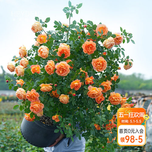 海蒂的花园玫瑰月季花盆栽