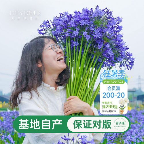 海蒂百子莲庭院耐热植物花卉
