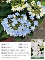 Spring Bird 1 GALLON SEDES [Оригинальная цена 48,8 Юань]