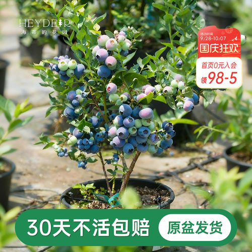 海蒂的花园成都总店蓝莓树果苗盆栽阳台庭院地栽保证对版海妈推荐