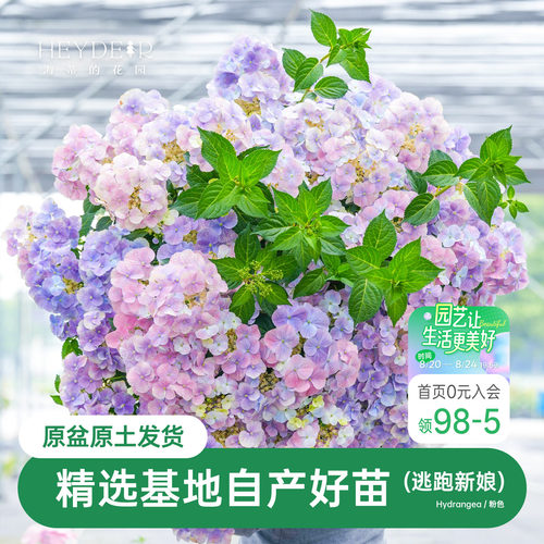 海蒂的花园逃跑新娘绣球花苗