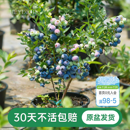 海蒂的花园成都总店蓝莓树果苗盆栽阳台庭院地栽保证对版海妈推荐