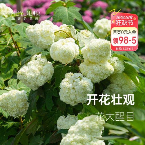 海蒂的花园绣球耐寒室外盆栽