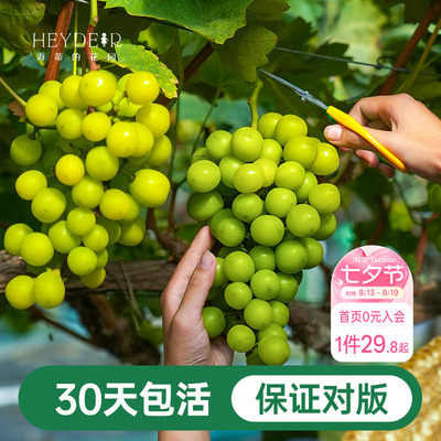 阳台果树阳光玫瑰葡萄苗