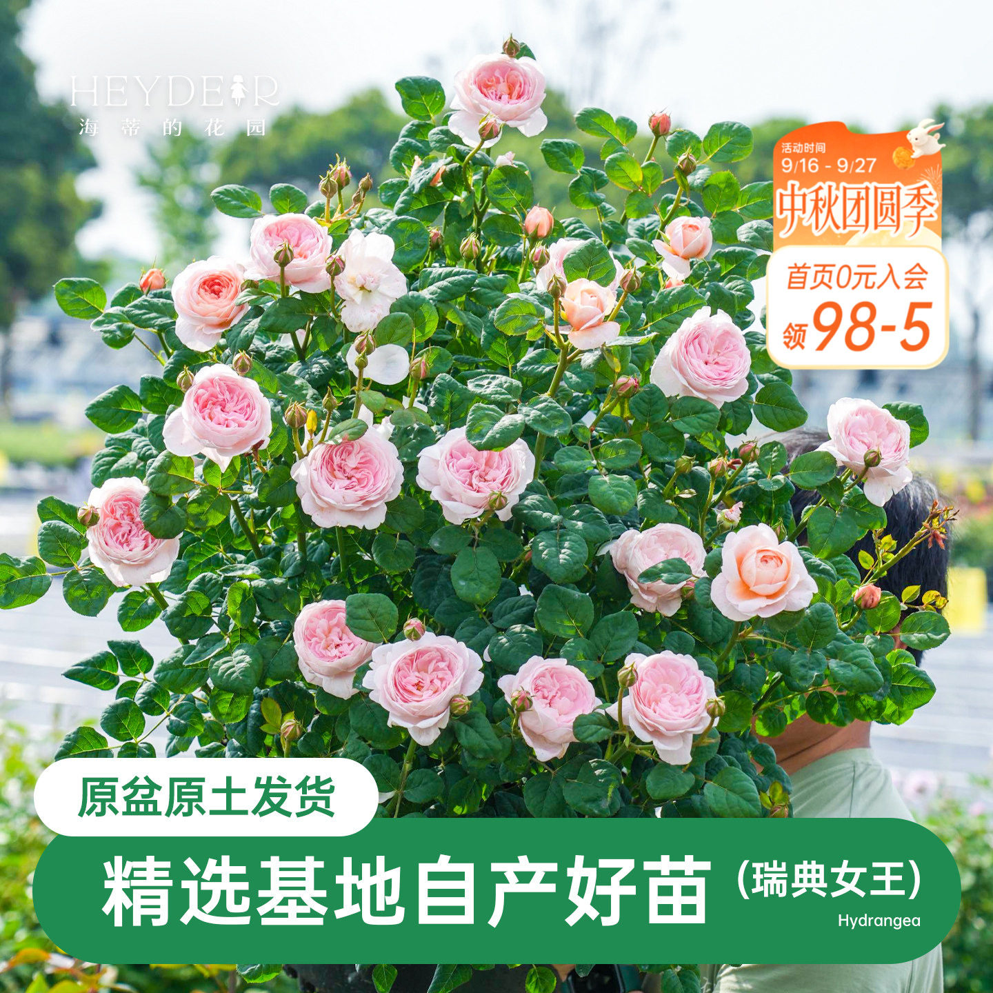 海蒂的花园瑞典女王直立月季包子仙美花量大表现好庭院植物盆栽苗