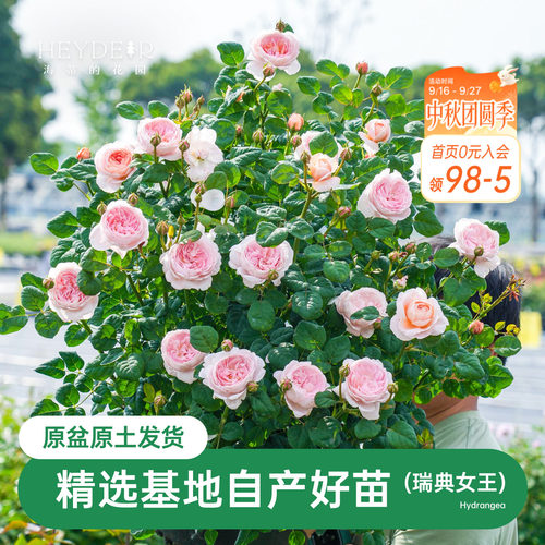 海蒂的花园月季瑞典女王