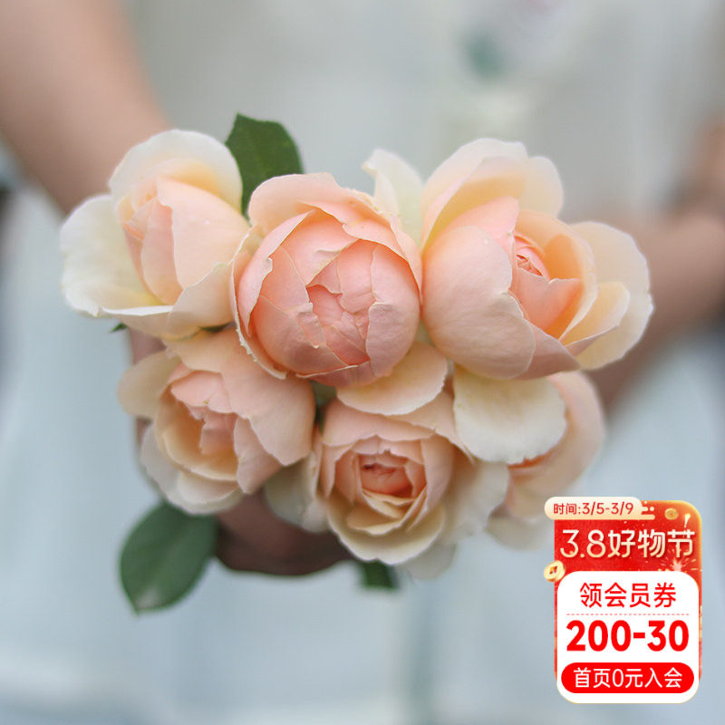 海蒂的花园 无名的裘德欧月浓香灌木月季大花包子长势好花卉盆栽