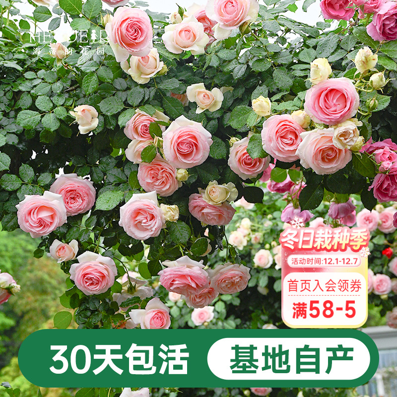 海蒂的花园月季藤本粉色龙沙宝石