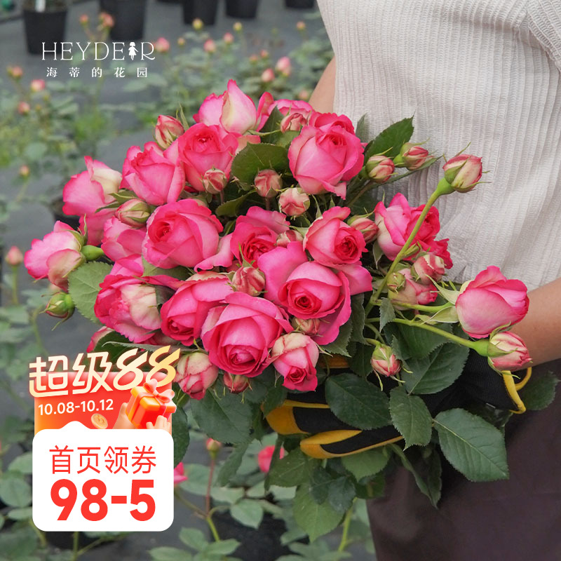 海蒂的花园月季深粉龙沙宝石爬藤月季拱门花墙阳台庭院花卉盆栽苗