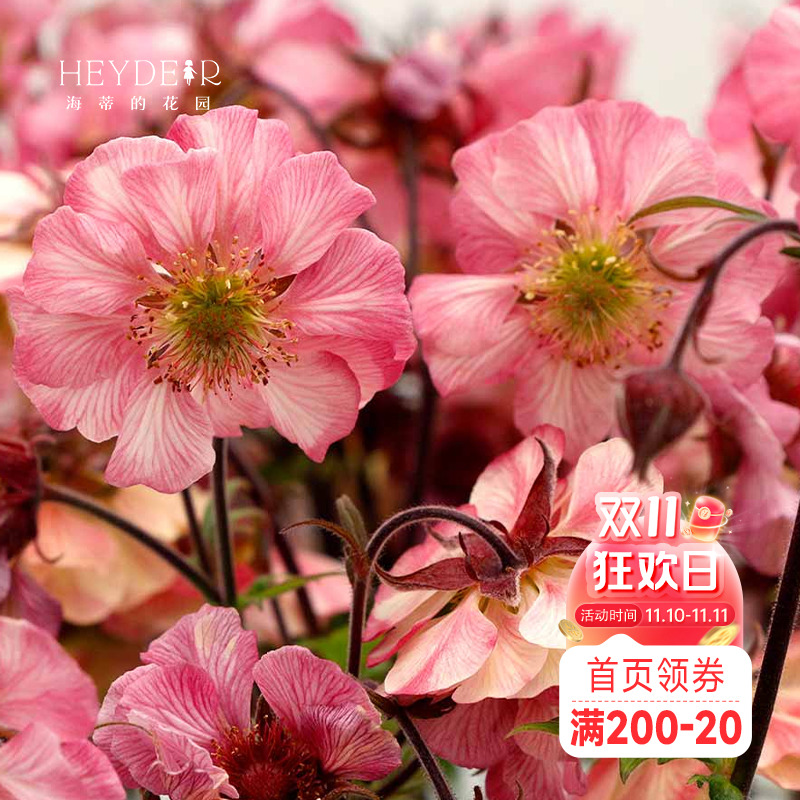 海蒂的花园水杨梅多年生宿根植物阳台庭院好养野趣花卉盆栽苗花苗