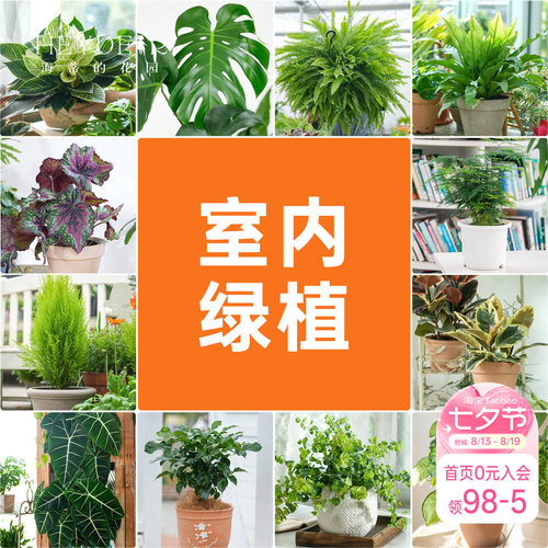 海蒂的花园室内绿植铂金钻龟背竹盆栽室内客厅桌面办公室观叶植物