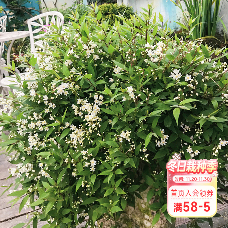 海蒂的花园 雪球冰生溲疏庭院阳台楼顶好养护垂吊植物花苗盆栽苗