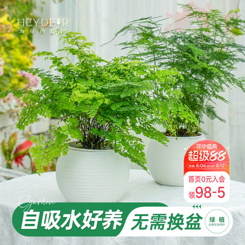 海蒂的花园铁线蕨盆栽室内绿植