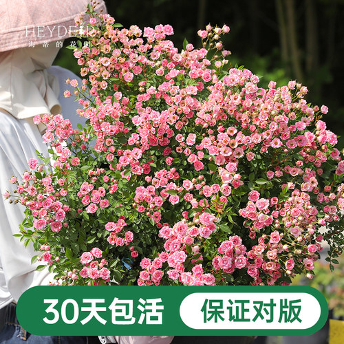 海蒂的花园超微月季室外多头