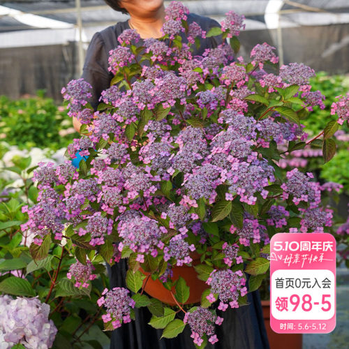 山野气息山绣球海蒂的花园