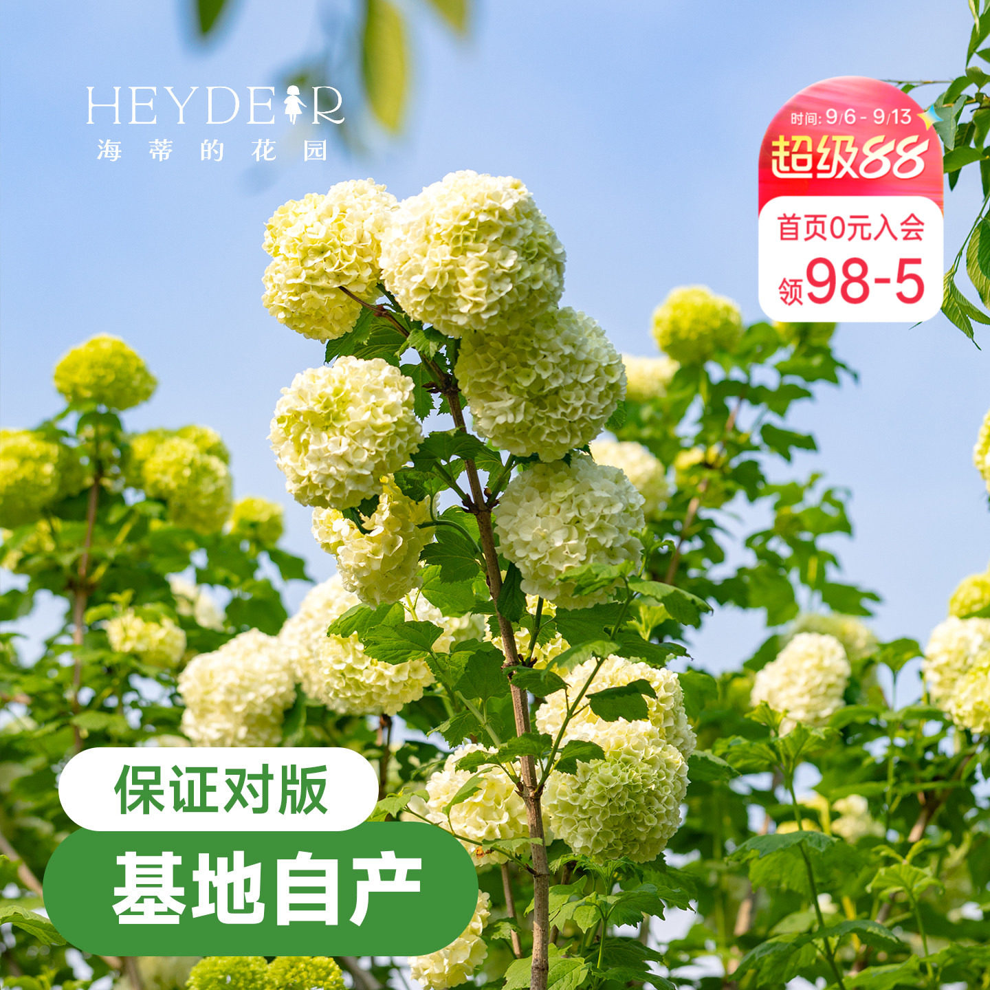 海蒂欧洲绣球花苗玫瑰庭院图片