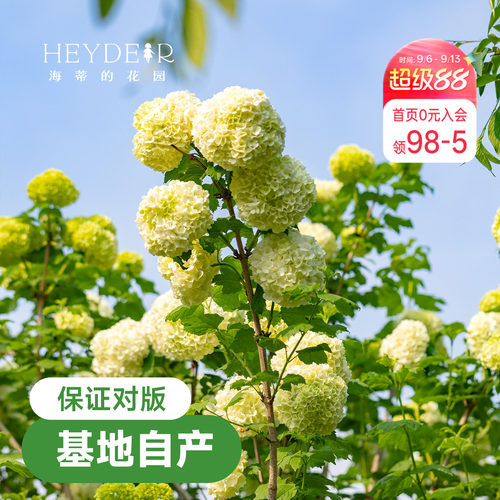 海蒂欧洲绣球花苗玫瑰庭院