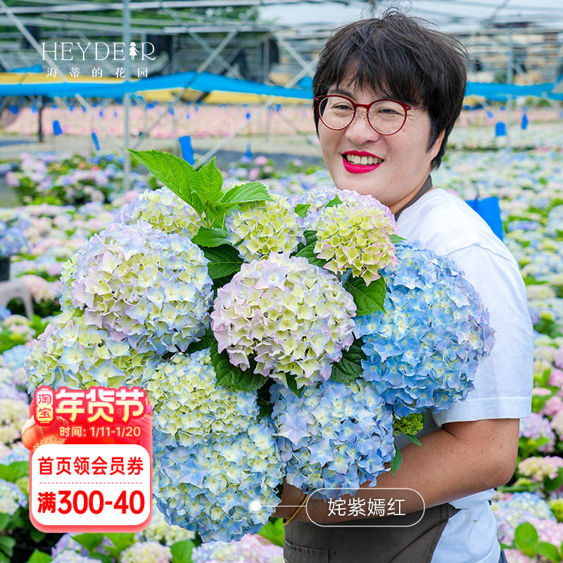 海蒂的花园新品大花绣球花盆栽苗上新阳台盆栽窗台绣球植物,鲜花速递/花卉仿真/绿植园艺,绣球/木绣球/木本植物,淘宝优惠券,粉丝福利购,淘宝优惠卷