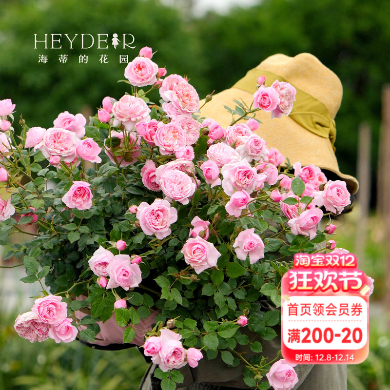 海蒂的花园月季阳台庭院铃之妖精