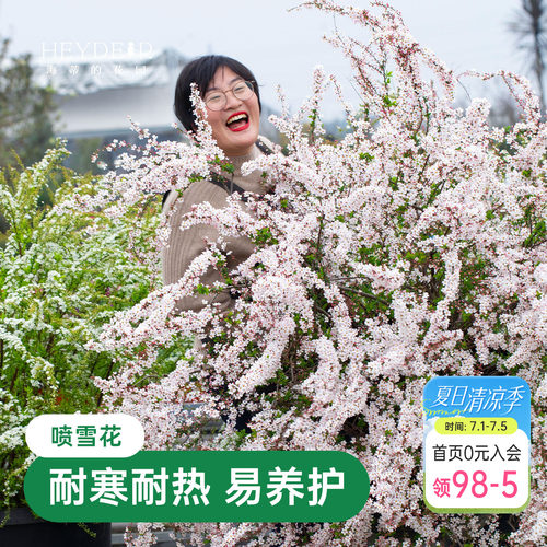 海蒂的花园金叶雪柳多年生花灌木