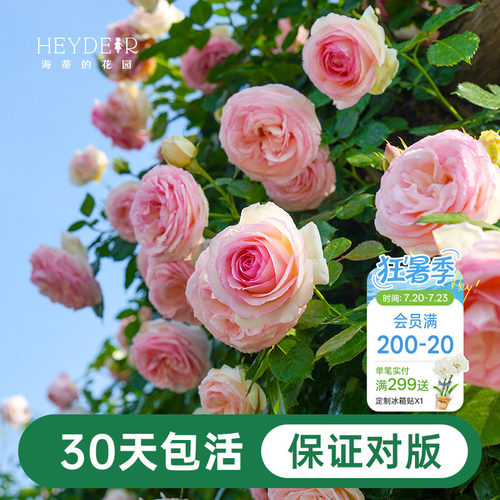 海蒂的花园月季花苗粉色龙沙宝石