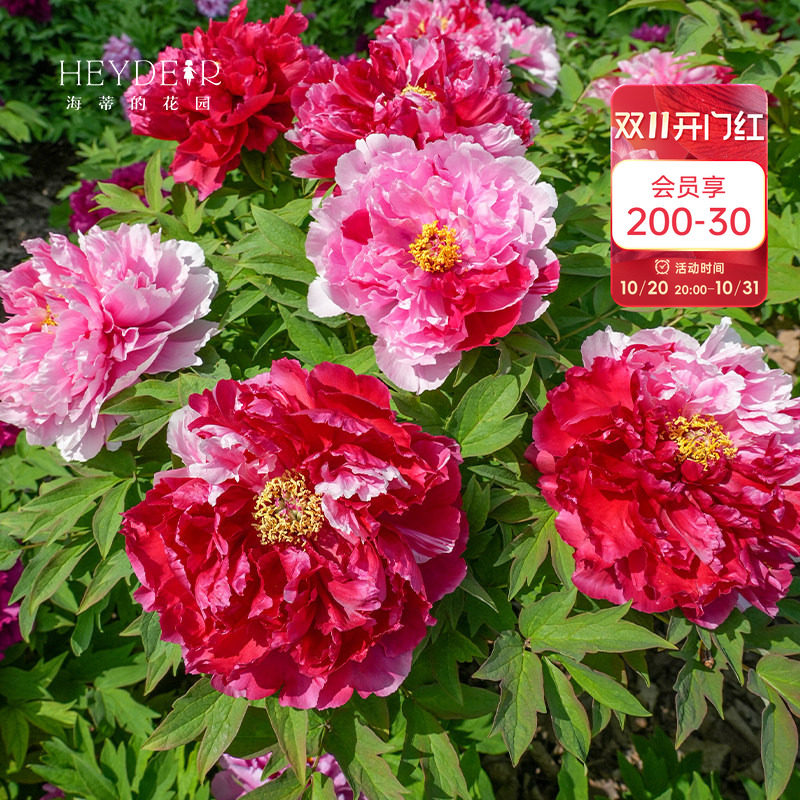 海蒂的花园牡丹花苗可盆栽地栽阳台庭院花卉绿植海妈推荐成都总店