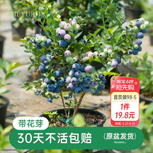 海蒂的花园成都总店蓝莓树果苗盆栽阳台庭院地栽保证对版海妈推荐