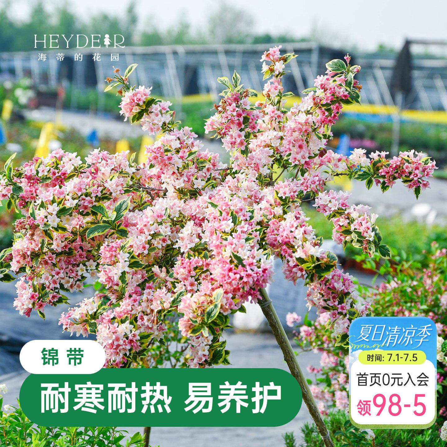 海蒂的花园花叶锦带乌木象牙红宝石灌木耐寒庭院造景植物花卉盆栽 - 实物图