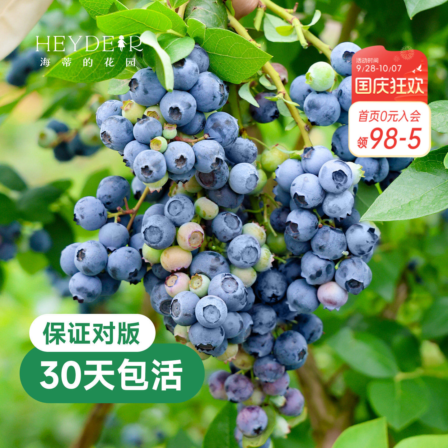 带花苞今年收果盆栽苗										