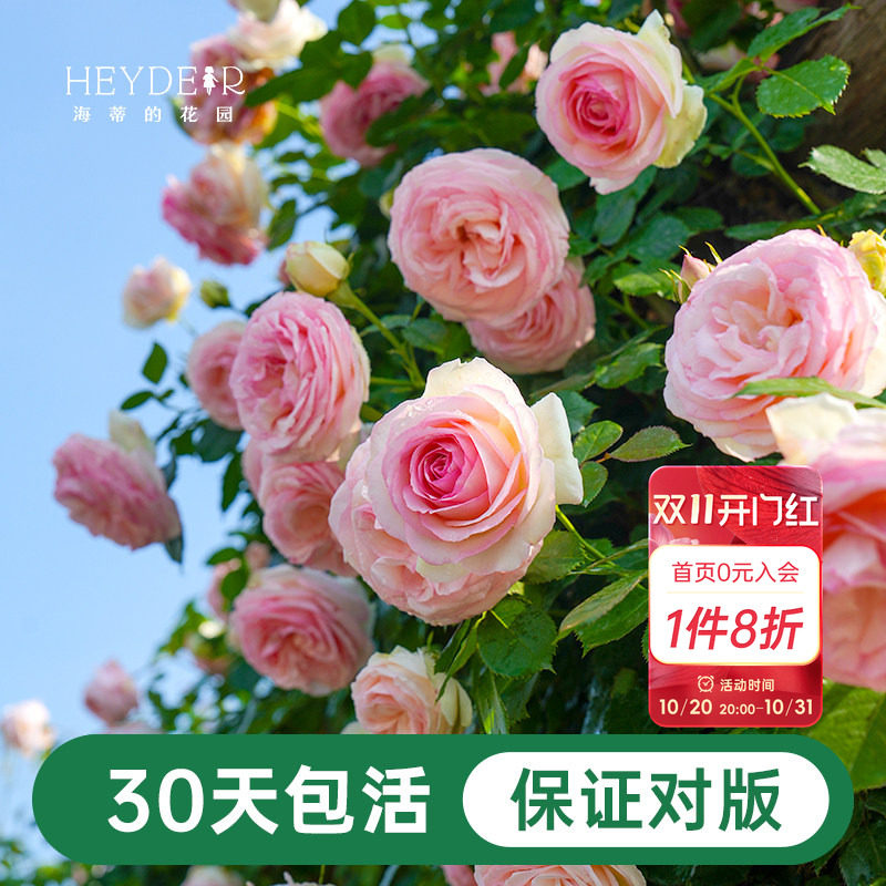海蒂的花园月季花苗盆栽粉色龙沙宝石木本花卉阳台开花玫瑰海妈家